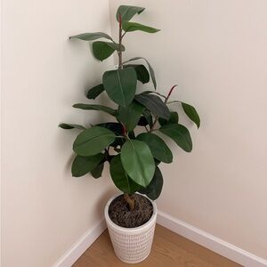 Green Ficus Plant in White Pot